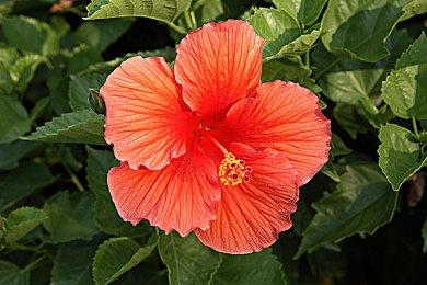 《Ancient Sacrifice》登陆Steam AI活用卡牌构筑